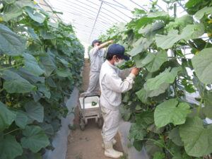農業経営科野菜コースで「播磨アグリスクール」を行いました。