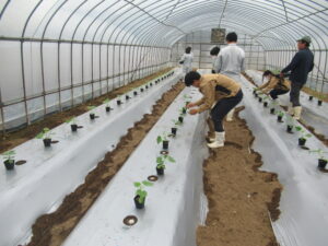 農業経営科野菜コースがキュウリを定植しました。