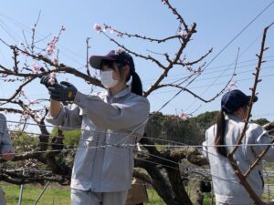 R5 園芸科 果樹コース 春季当番実習②（モモの摘蕾・摘花）