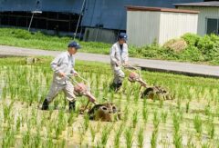 除草機をひたすら押す…【作物・農業機械コース】