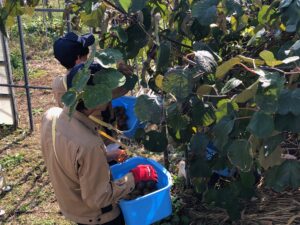 1102　キウイフルーツの収穫および追熟実験を行いました【園芸科果樹コース】