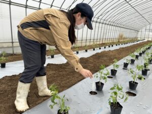 ３月26日(火)農業経営科 野菜コースがトマトの定植をしました。