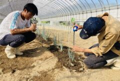 炎天下の中の課題研究…【58回生・野菜コース・草花デザインコース】