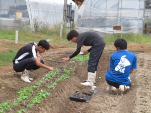 農業経営科の１年生が栽培実験をしています。