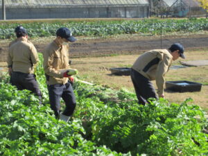 １年生農業経営科がダイコンを収穫しました。