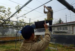 園芸科　果樹コース課題研究①