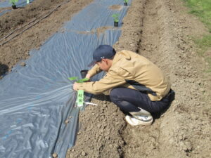 ２年農業経営科野菜コースが栽培管理を学んでいます。
