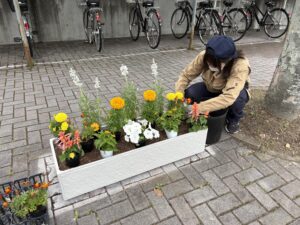 園芸科　市役所花壇の植栽をしました