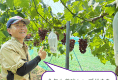 園芸科　ブドウ校内販売のお知らせ