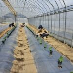 野菜コースがキュウリの定植をしました。