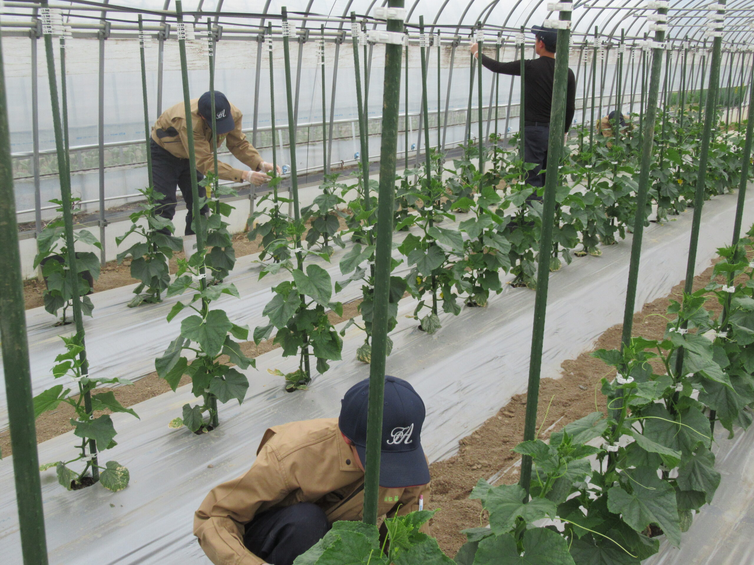 野菜コース２年生がキュウリの栽培管理をしました。