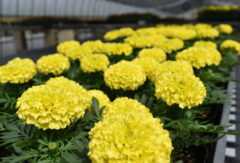 4/21（火）　花いっぱい運動