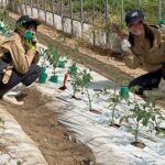 3年生野菜授業風景