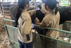 肉用牛（黒毛和種）の体尺測定をしました。