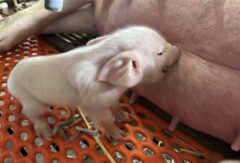 子ブタが生まれました！