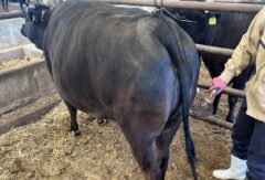 黒毛和種（肉牛）のブラッシング