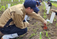 農業経営科1年生がトウモロコシの栽培実習をしました。（１）