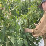 ５月１２日３年農業経営科野菜実習風景