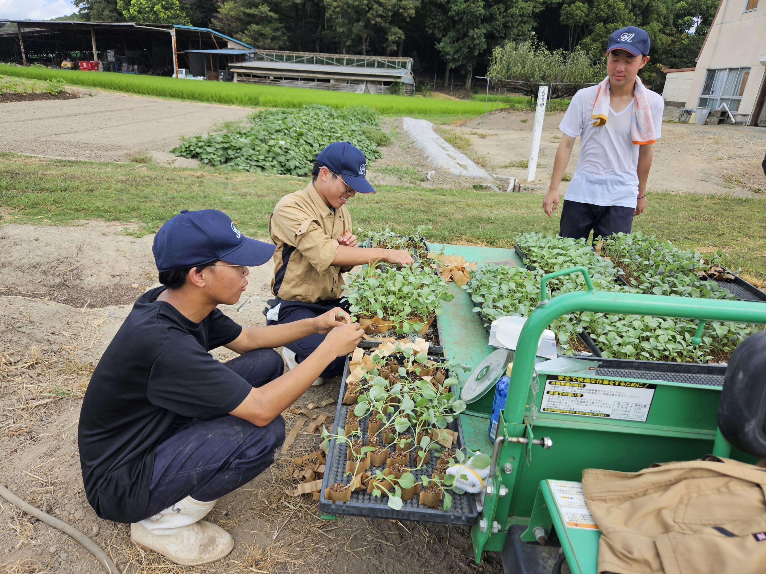 農業経営科野菜コースがカリフラワーを定植しました。