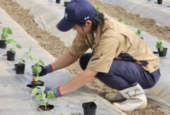 野菜コースの２年生がキュウリを定植しました。