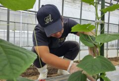 農業経営科野菜コース２年生がキュウリの栽培管理を学びました。