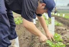 農業経営科１年生がダイコンとハクサイの栽培管理実習を学びました。