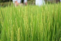 本校で「有機稲作見学会」が開催されました