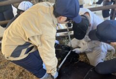 畜産科肉畜コース　但馬牛の除角