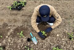 畜産科１年生がハクサイの定植をしました。