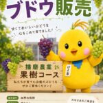 ９月16日（水）園芸科果樹コース　加西市役所にてブドウ販売実施　