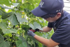 ２年生農業経営科野菜コースの生徒がキュウリを収穫しました。